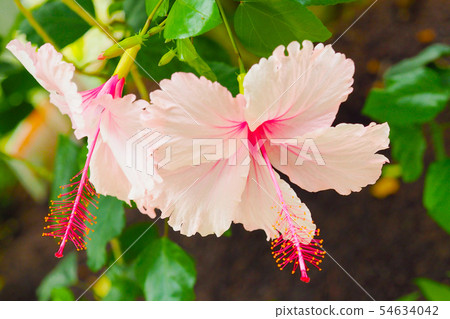 夏天的花朵（芙蓉） 54634042