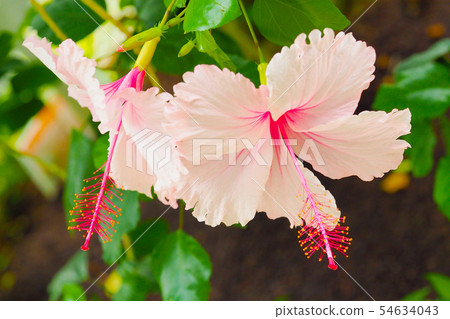 夏天的花朵(芙蓉) 夏天的花朵(芙蓉) 54634043