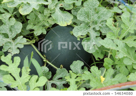 Black ball watermelon Black ball watermelon 54634080