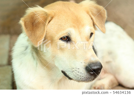 Close Up Head Snout Of Beautiful Young Thai Dog Close Up Head Snout Of Beautiful Young Thai Dog 54634136
