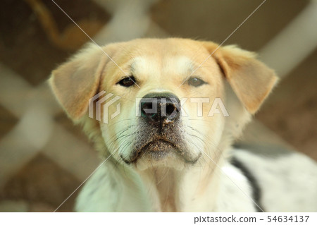 Close Up Head Snout Of Beautiful Young Thai Dog 54634137