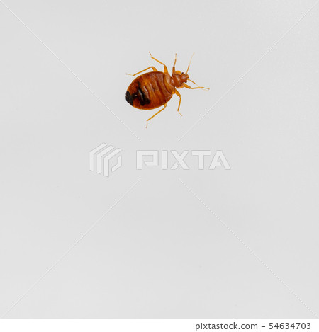 Bed bug 7 Bed bug 7 54634703