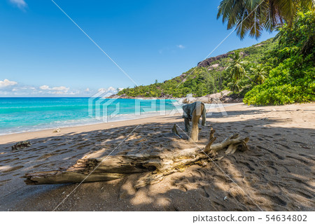 Log on the wild beach, Seychelles, Indian Ocean, 54634802