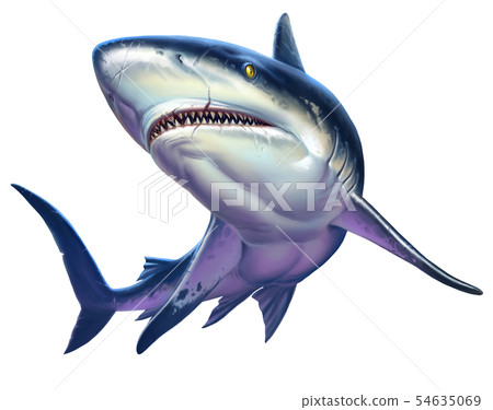 Caribbean reef shark. Realistic isolated. 54635069