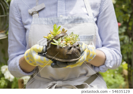 Woman hand holding a succulent planting image 54635129