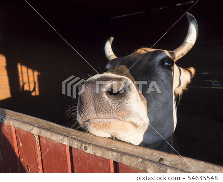 close up head of ginger cute cow looking from the stall, selective focus on muzzle 54635548