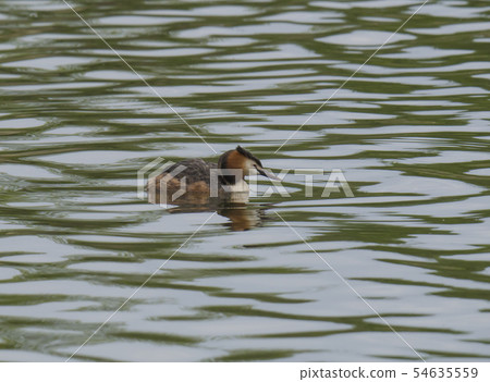 close up great crested grebe, Podiceps cristatus swimming on clear green lake, copy space. 54635559