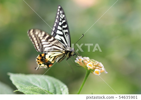 Namiageha sucking on honey of flower Namiageha sucking on honey of flower 54635901