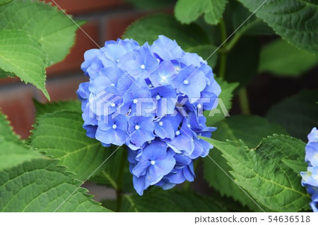 Hydrangea blooming in the corner of the road Hydrangea blooming in the corner of the road 54636518