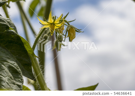 tomato blooms on sky background 54636641