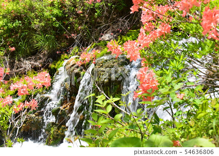 Scarlet flower blooms 54636806