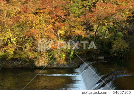 Autumn leaves Iwate Prefecture Ichinoseki City Autumn leaves Iwate Prefecture Ichinoseki City 54637100