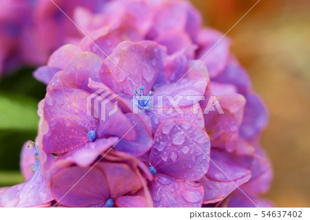 Hydrangea after the rain 54637402