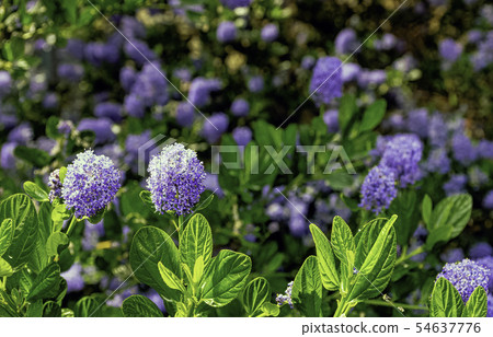 Ceanothus thyrsiflorus, known as blueblossom Ceanothus thyrsiflorus, known as blueblossom 54637776