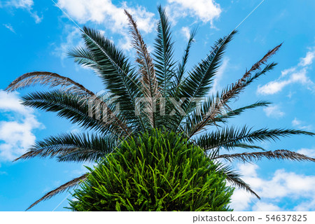 生長在金絲雀棕櫚的蕨 54637825