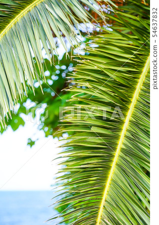 Canary palm leaf 54637832