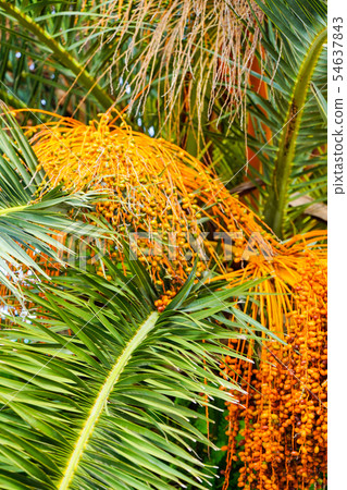 Fruit of canary palm Fruit of canary palm 54637843