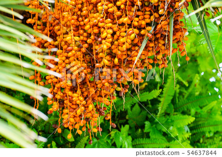 Fruit of canary palm 54637844