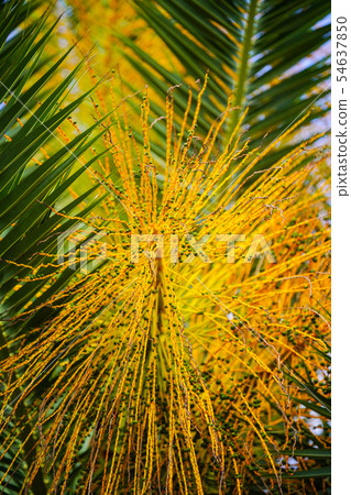 Fruit of canary palm Fruit of canary palm 54637850