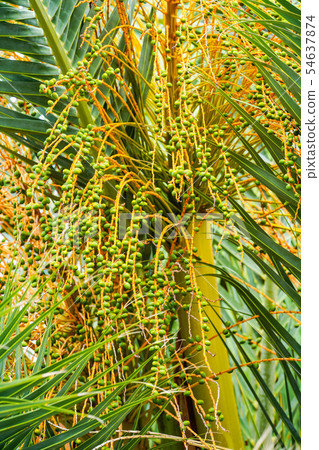 Fruit of canary palm Fruit of canary palm 54637874