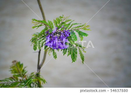 Jacaranda Jacaranda 54637880