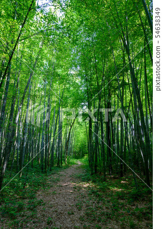 Takebayashi Hashidate Nature Park (Kaga City, Ishikawa Prefecture) 54638349