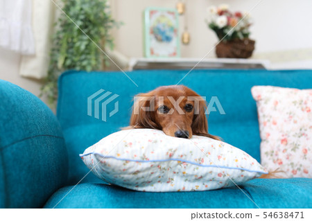Dachshund relaxing on the sofa Dachshund relaxing on the sofa 54638471