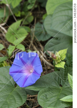 Morning glory 54638559