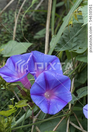 Morning glory 54638561