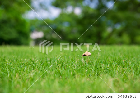 Mushrooms on the lawn 54638615