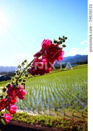 Blue sky and red rose Blue sky and red rose 54639210