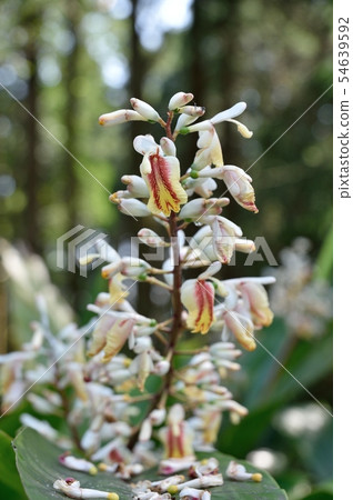 Kumatakeran花 Kumatakeran花 54639592