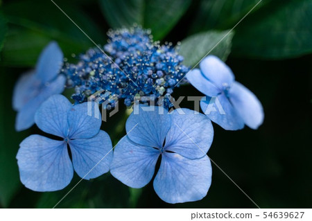 Blue hydrangea Blue hydrangea 54639627