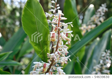 Kumatakeran flower 54639630