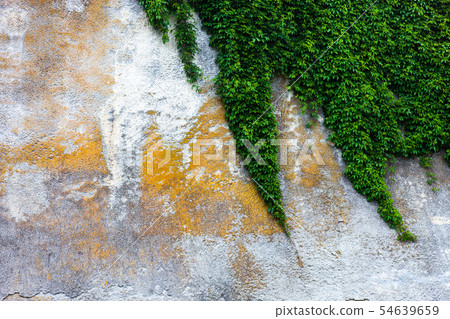 Old concrete wall with the green ivy 54639659