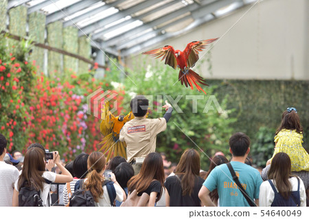 Kobe Animal Kingdom Bird Performance Show 54640049