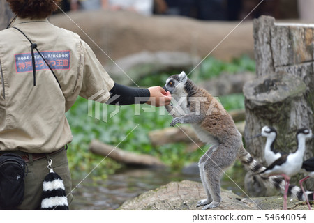 Kobe Animal Kingdom: Ring-tailed lemur feeding performance 54640054