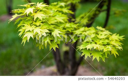 Green leaves on the branches of the Japanese maple 54640203