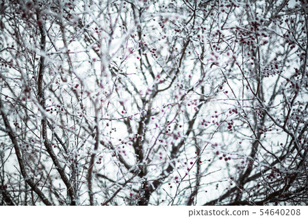 Hawthorn covered with hoarfrost Hawthorn covered with hoarfrost 54640208