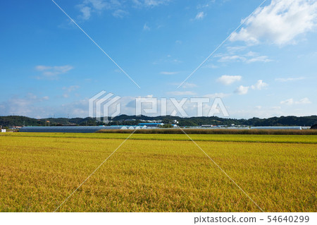 稻田,農村,京畿道 稻田,農村,京畿道 54640299