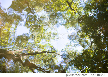 Water surface with reflection of the green trees 54640358