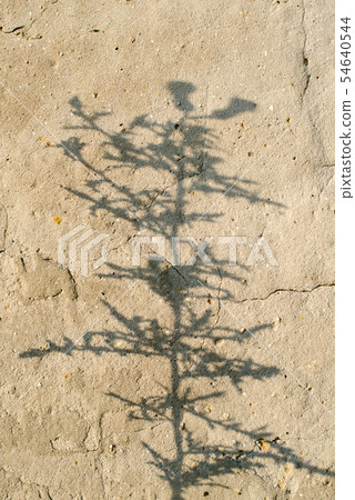 Shadow of the plant on the concrete surface 54640544