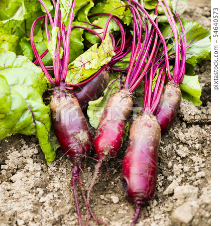 Beetroots on the ground 54640573