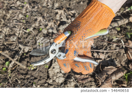 Hand holding the pruning shears 54640658