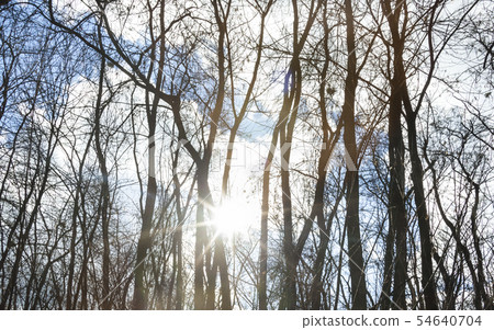 Bare trees against the shining sun Bare trees against the shining sun 54640704