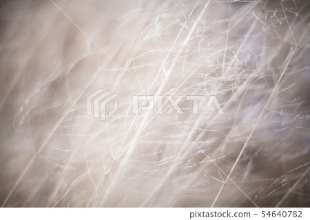 Dry grass. Close up. Dry grass. Close up. 54640782