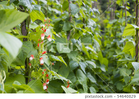 Growing the beans (Phaseolus vulgaris) Growing the beans (Phaseolus vulgaris) 54640829