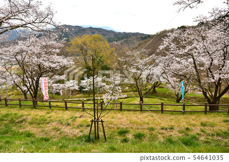 大石公園的櫻花 54641035