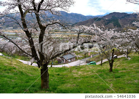 Cherry blossoms at Daishi Park 54641036