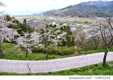 Cherry blossoms at Daishi Park 54641038